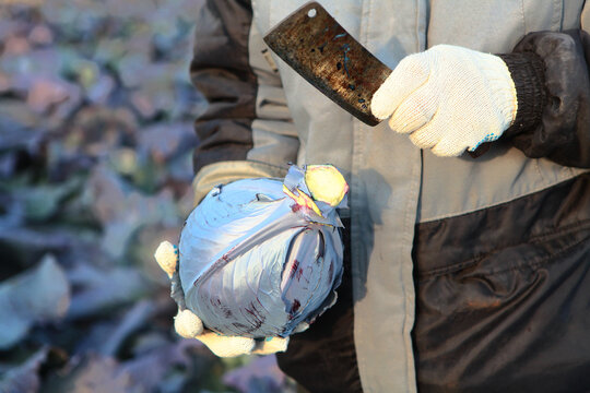 Red cabbage in hands of farmer in close-up. Worker wearing gloves checks maturity of cabbage. Harvesting red cabbage. Agricultural industry. Heads with purple leaves are ready for harvesting in field