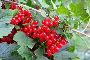 Red Currants Growing on Bush, macro © Irina