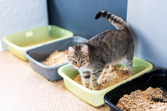 Tabby cat standing with front paws in green litter box in bright indoor corner with tiled floor and nearby trays