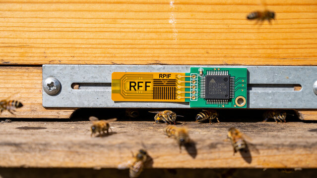 Bees interacting with IoT sensor at hive for monitoring and data collection