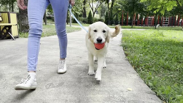 Golden Retriever Puppy Carrying Ball During Walk in City Park. Pet carrying ball while walking on leash with owner in city park, playful dog activity, exercise, training outdoor recreation, active tim
