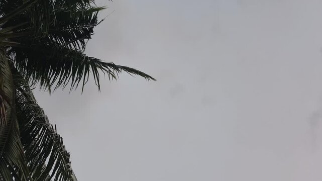 Dark clouds hover above swaying coconut fronds, creating a tropical atmosphere set against a serene yet dramatic natural backdrop.