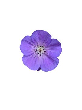 purple, blue, rozanne geranium, white background