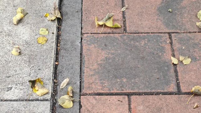 Autumn leaves on asphalt pavement, fallen, textured background