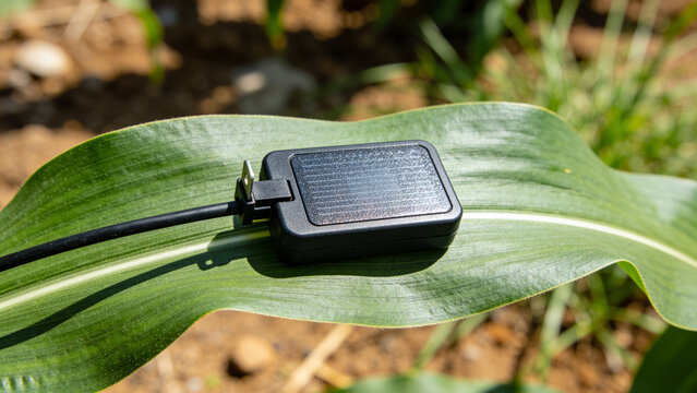 Moisture sensor placed on a large leaf in a field for smart farming or precision agriculture