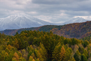 Fototapeta premium Snow-covered Tokachi Mountains above an autumn forest in Biei, Hokkaido, Japan