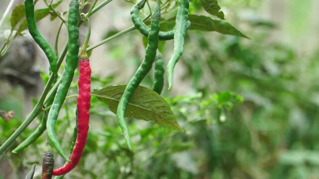 Macro close up low angle of long red and green chili Capsicum annuum on plant in Southeast Asia with blurred copy space.