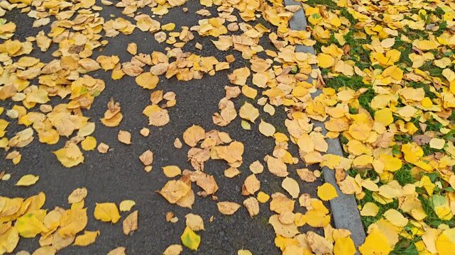 Autumn leaves covering the ground, creating a vibrant yellow carpet in a natural setting