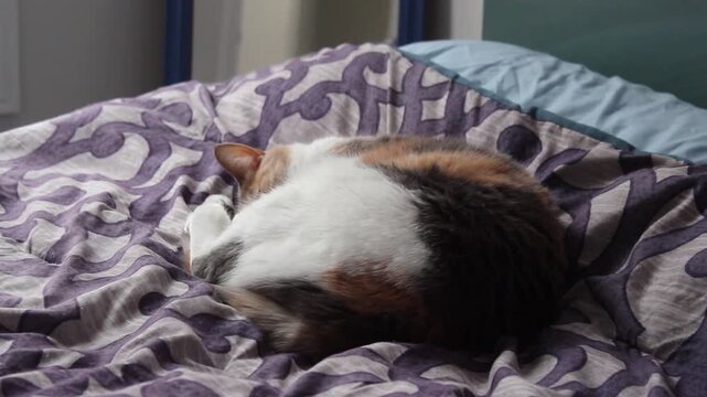 Calico Cat Sleeping On Bed