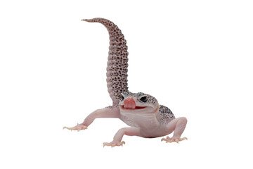 Obraz premium Eublepharis macularius pied closeup on isolated background, Leopard gecko 