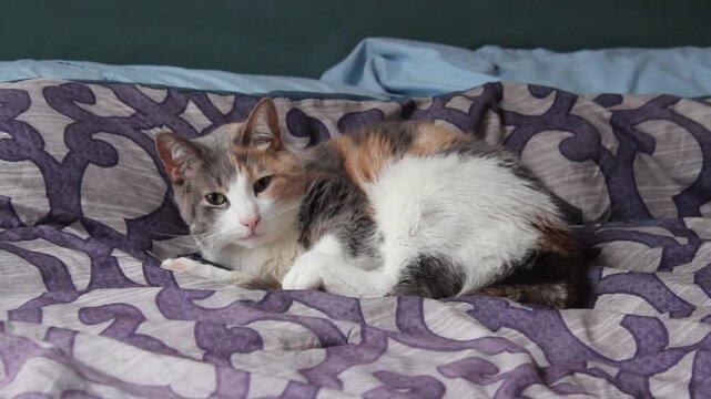 Sleepy Calico Cat On Bed