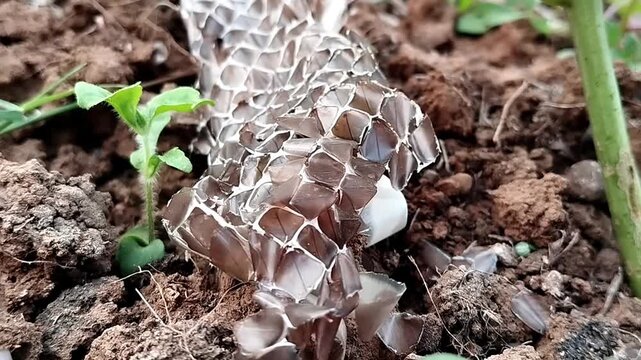 Close-up patterned translucent snake shed skin on soil and leaves