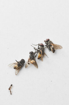 Dead fly and ant on white background 