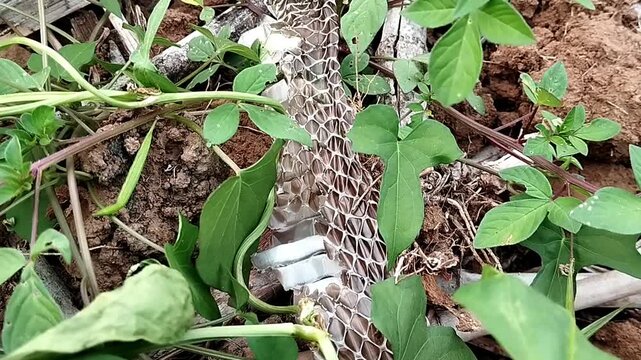 Detailed snake shed skin with elongated scales among soil and leaves