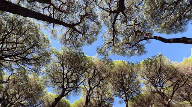 Rotating video of a pine forest canopy under a bright blue sky. The spinning camera movement creates a dynamic sense of wonder and vertigo effect.