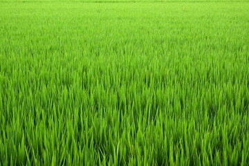 Fototapeta premium Green rice fields in the countryside