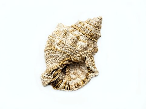 Fossilized seashell specimen with detailed spiral cone structure and textured surface