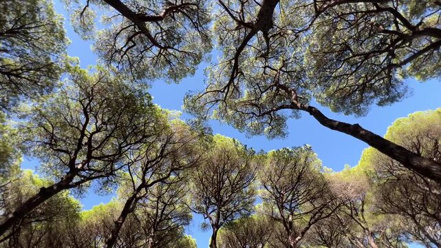 Spinning low-angle view of green pine tree crowns from the ground forest canopy under a bright blue sky. The spinning camera movement creates a sense of wonder and vertigo effect.