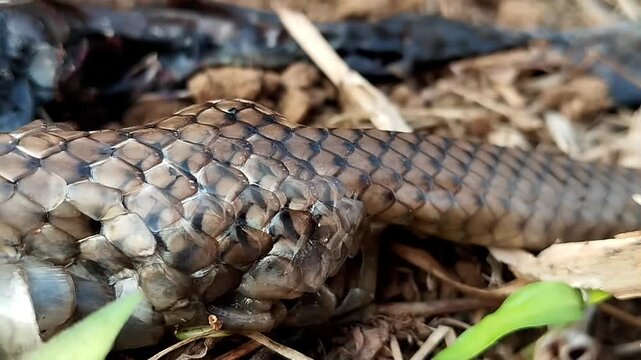Extreme close-up of detailed snake scales on an elongated snake body