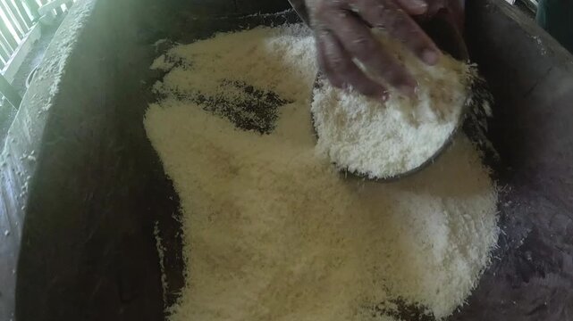 Close View of Cassava or Grated Food in Wooden Trough, Ecuador Amazon Community, Traditional Food Preparation and Rural Jungle Cooking Detail