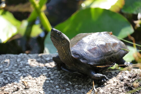 European pond turtle basking on a stone by water