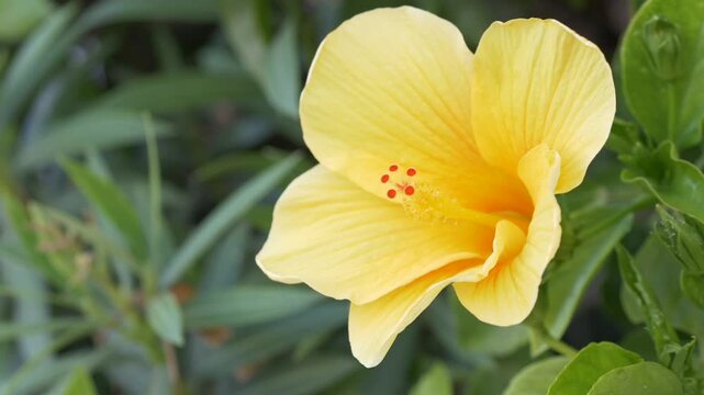 Yellow hibiscus blossom fills frame, its layered petals and tiny red pollen tips standing out from blurred greenery. Yellow hibiscus presents peaceful, tropical garden feel with central stamen. Rosa