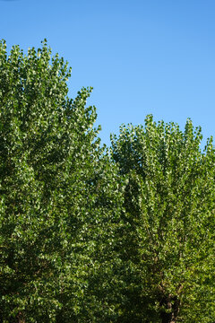 Cimes d'arbres feuillus verdoyants sous un ciel bleu &eacute;clatant en &eacute;t&eacute;