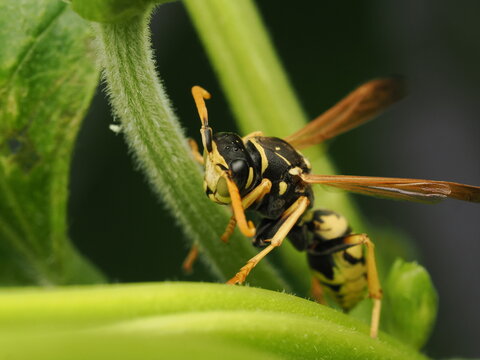 Avispa papelera (Polistes) posada sobre un tallo verde en su h&aacute;bitat natural. Una imagen de gran nitidez para proyectos de biolog&iacute;a, fauna y biodiversidad.