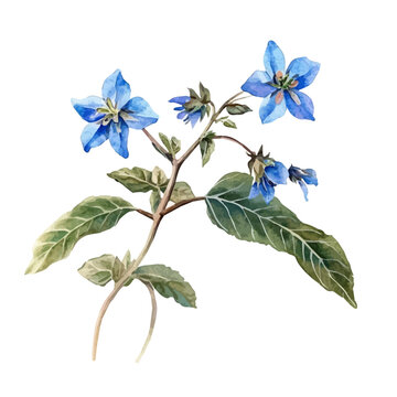 Borage Branch, vector clipart in watercolor with smooth gradients, isolated on a white background.