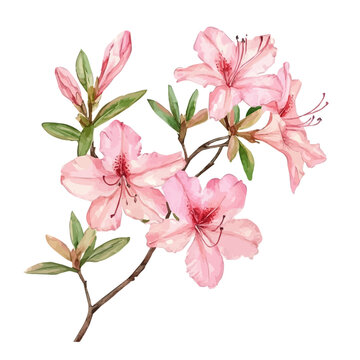Azalea Branch, clipart watercolor vector with gentle, isolated on a white background.