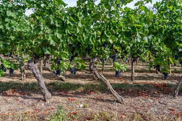 Obraz premium Bernardswiller, France - 08 23 2026: Alsatian Vineyard. View details of vines and bunches of grapes along the wine route during the heatwave