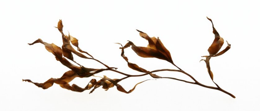 Pressed brown kelp fronds, minimalist marine botany flat lay, isolated on pure white background