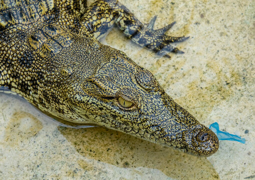 Close-up of a crocodile's head showing its eye and a blue identification tag, Benguela Province, Benguela, Angola