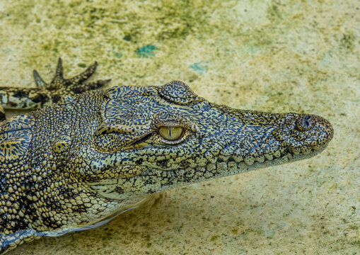 Close-up side view of a crocodile's head with its eye and teeth in focus, Benguela Province, Benguela, Angola