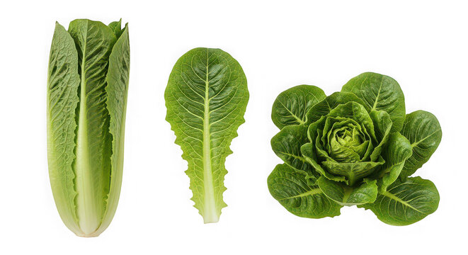 Fresh romaine lettuce varieties isolated on transparent background for health food ads