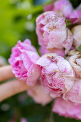 Fototapeta premium Close up of a blooming pink rose in soft focus. A delicate botanical detail celebrating the beauty of summer flowers