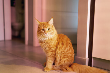 Adorable ginger cat sitting calmly indoors © AlexGo