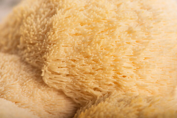 Fresh Lion's Mane Mushroom.  Hericium erinaceus © joanna wnuk