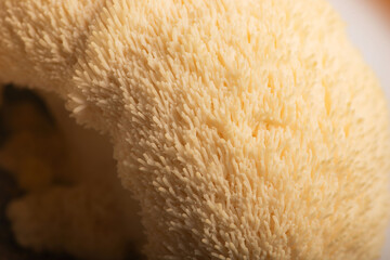 Fresh Lion's Mane Mushroom.  Hericium erinaceus © joanna wnuk