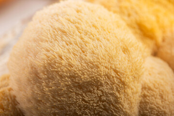 Fresh Lion's Mane Mushroom.  Hericium erinaceus © joanna wnuk