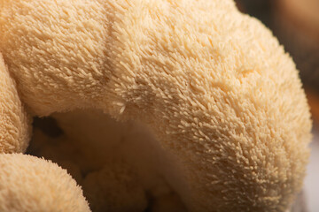 Fresh Lion's Mane Mushroom.  Hericium erinaceus © joanna wnuk