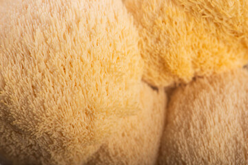 Fresh Lion's Mane Mushroom.  Hericium erinaceus © joanna wnuk
