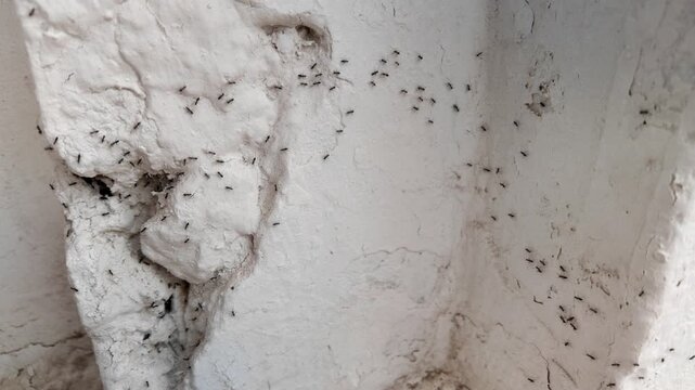 Ants follow one path on a wall showing chemical message behavior with social interaction and steady pheromone guidance.