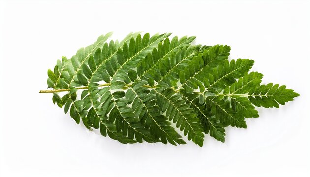 Fraxinus Angustifolia The Narrow Leaved Ash Isolated On White