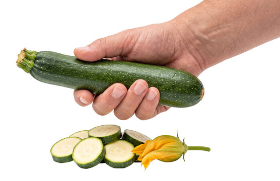 hand holding a whole green zucchini above fresh slices and blossom