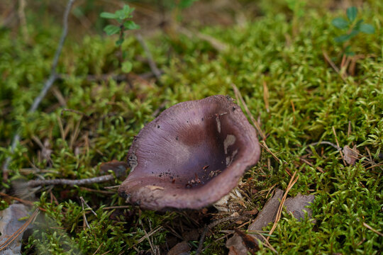 Brittlegill mushroom Russula with a pinkish-red cap and white patches growing in green moss. Close-up shot in a damp forest environment.