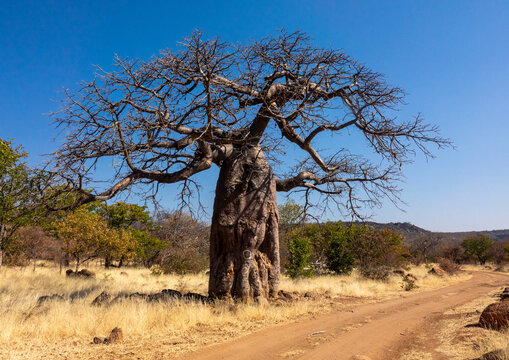 A bare baobab tree stands beside a dirt track in the dry savanna bush, Cunene Province, Oncocua, Angola