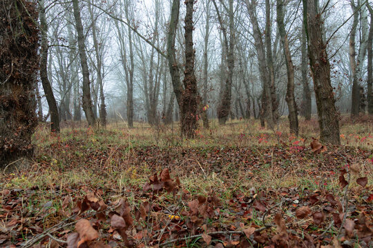 Mystic autumn forest landscape with tall slender trees and thick fog in the early morning mist