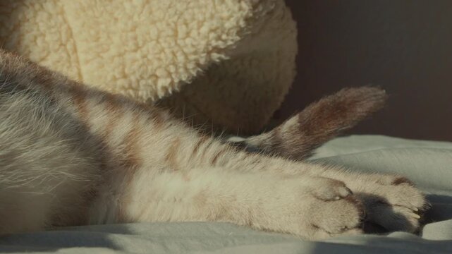 A close-up static shot shows a sleeping cat's striped tail twitching on a bed. This cozy visual is perfect for pet wellness, home lifestyle, or relaxing content.