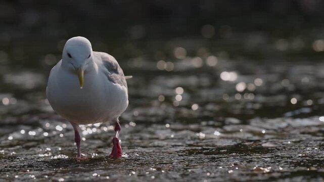 A gull stomping in the water to bring up salmon eggs in the shallow river water